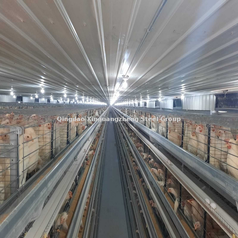 Structure en acier galvanisée chaude Fabrication de poulet à la ferme de volaille